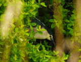 Black-Crowned Night-Heron . Nycticorax nycticorax