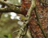 FIRECREST . BYSTOCK COMMON . DEVON . 17 / 5 / 2022