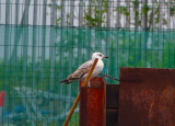 YELLOW-LEGGED GULL ( 1ST SUMMER ) . EXMOUTH RECYCLING CENTRE . DEVON . 18 / 5 / 2022