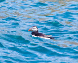 ATLANTIC PUFFIN . LUNDY ISLAND . DEVON . ENGLAND . 22 / 5 / 2022