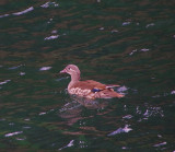 MANDARIN . LUNDY ISLAND . DEVON . 22 / 5 / 2022