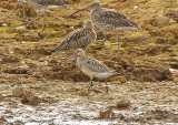 BAR-TAILED GODWIT . BOWLING GREEN MARSH . TOPSHAM . DEVON . 29 / 8 / 2022