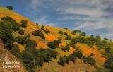   Spring Poppies 2020 