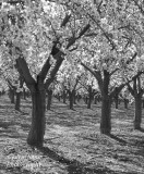  Almond Blossoms 2022