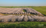 Almond Blossoms 2022