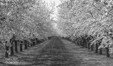 almond_blossoms