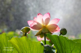  Lotus Flower 