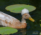 Crested Duck