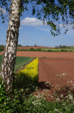 Fields near Tivvy canal