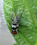 Anthomyia JL18 #8084