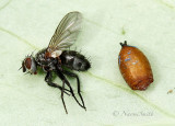 Parasitic Fly and Puparium MY17 #2630