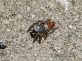 Habronattus decorus JN18 #501