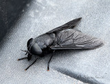 Black Horse Fly JN18 #2459