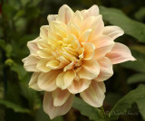 Dahlia Breakout S18 #8373