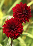 Dahlia Chee S20 #4788