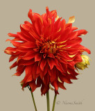 Dahlia Bodacious O19 #8782