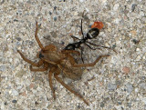 Ant and Spider JN21 #0373 