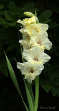 Gladiolus Miss Hippie AU21 #3835