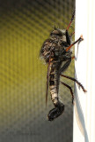 Robber Fly AU21 #3941