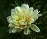 Dahlia Breakout S21 #8666