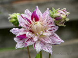 Dahlia Bristol Stripe O21 #8846