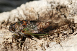 Dog Day Cicada AU21 #4327