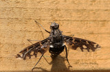 Xenox tigrinus-Tiger Bee Fly AU19 #2296