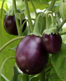 Eggplant Little Prince AU22 #9126