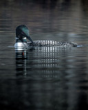 Common Loon