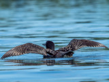 Common Loon