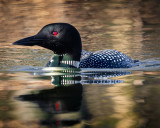 Common Loon