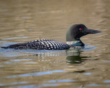 Common Loon