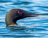 Common Loon