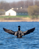 Common Loon