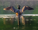 Common Loon