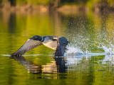 Common Loon