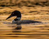 Common Loon