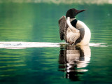 Common Loon