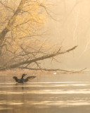 Common Loon