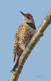 Northern Flicker