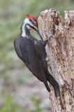 Pileated woodpecker