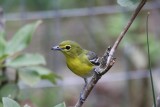 Yellow-throated Vireo