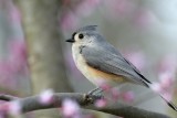 Tufted Titmouse