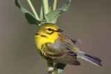 Prairie Warbler