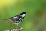 Blackpoll Warbler