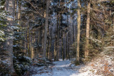 forêt des pandours