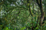 mossy branches