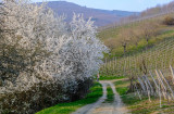 le printemps à Albé