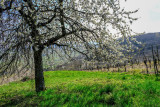 vines and cherry tree