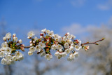 cerisier en fleurs